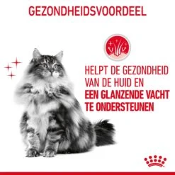 Royal Canin Hair & Skin Care Kattenvoer 2kg -Dierenwinkel Royal Canin Hair Skin Care Kat NL 07