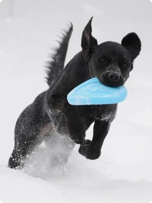 Zogoflex Zisc Flying Disc - Large - Aqua 4 Zogoflex Zisc Flying Disc - Large - Aqua - Image 2