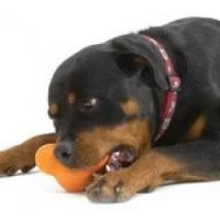 Zogoflex Tux Treat Toy - Orange 3 Zogoflex Tux Treat Toy - Orange