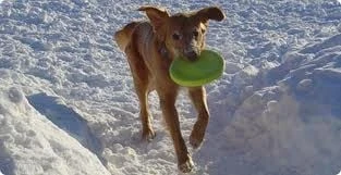 Zogoflex Zisc Flying Disc - Large - Lime 4 Zogoflex Zisc Flying Disc - Large - Lime - Image 2