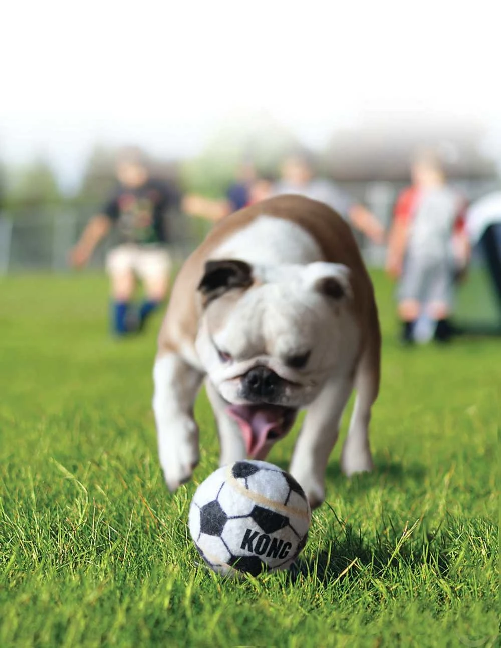 KONG Sport Balls - L - 2 Stuks 3 KONG Sport Balls - L - 2 Stuks