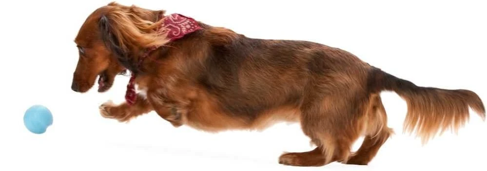 Zogoflex Jive - Mini (XS) - Aqua 3 Zogoflex Jive - Mini (XS) - Aqua