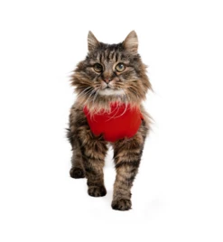 Medical Pet Shirt (Kat / Rood) -Dierenwinkel medical pet shirt 1