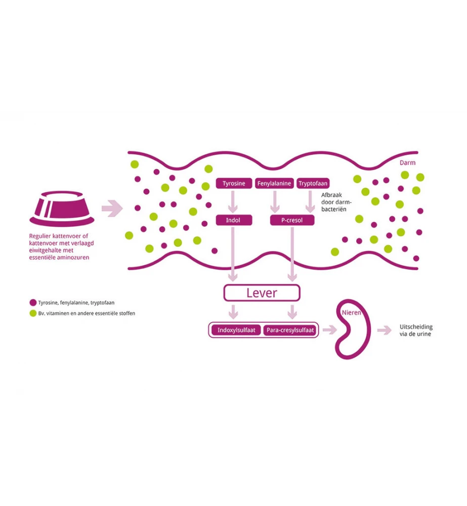 Porus One - 30 X 500 Mg 6 Porus One - 30 X 500 Mg - Image 4