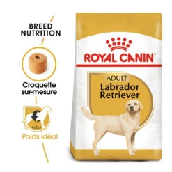 Royal Canin Labrador Retriever Adult - Hondenvoer - 12kg -Dierenwinkel royal canin labrador retriever adult croquettes pour chien labrador retriever adulte 1